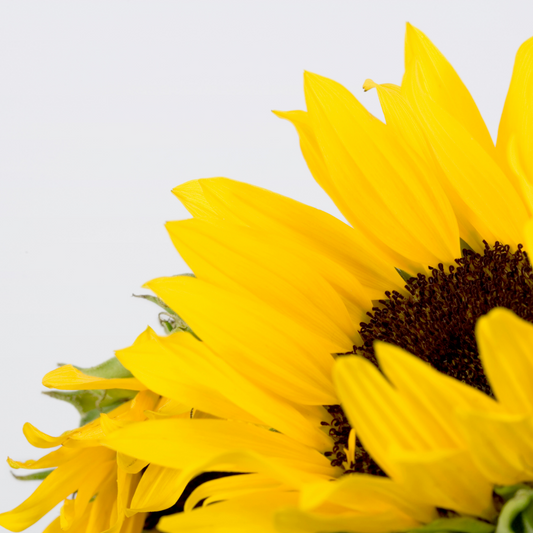 Organic Sunflower Soap